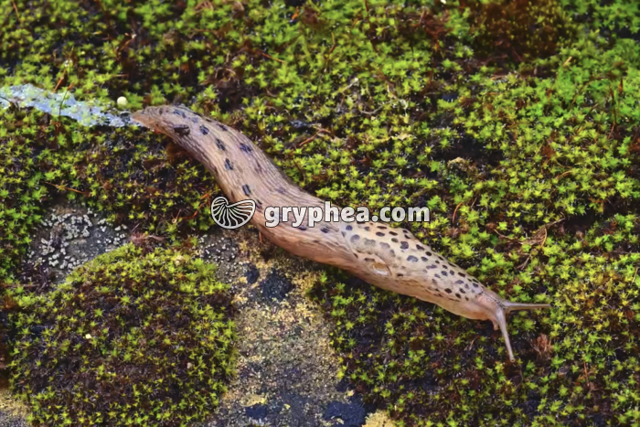 Observation d'une limace dans son milieu de vie - gryphea.org